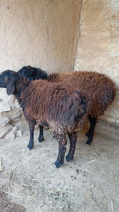 Qoʻy qoʻzi sotiladi