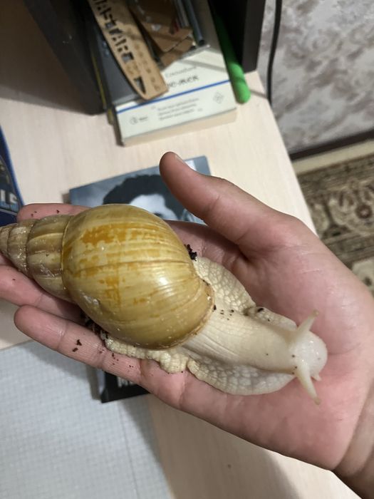 Продам ахатин 4шт