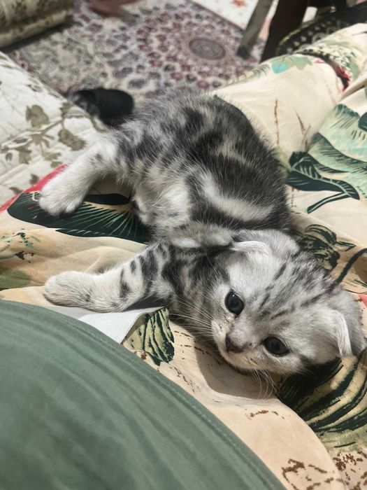 Котенок породистый