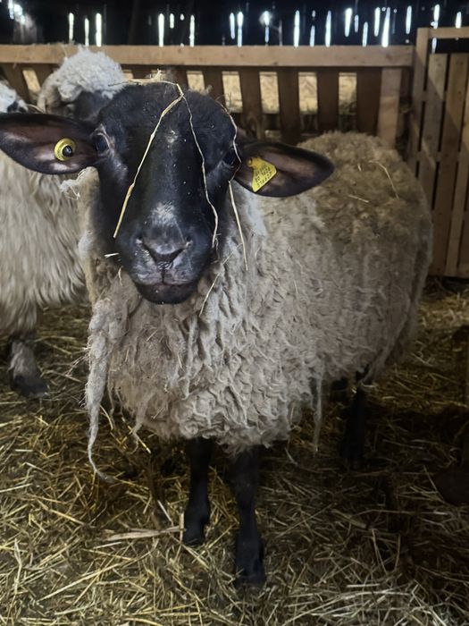 Oaie Suffolk cu un berbecuț!
