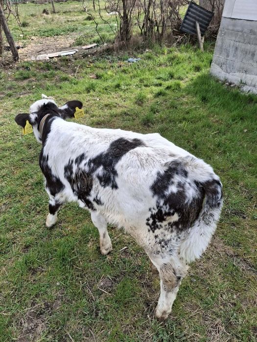 Vând vitea bruna de Maramureș