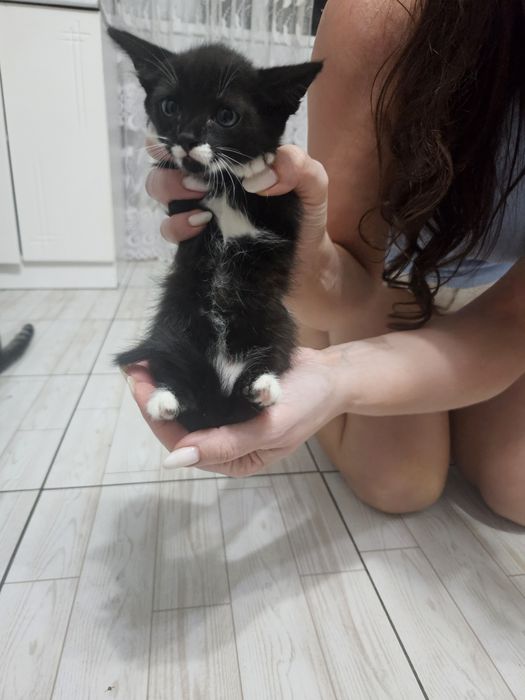 Отдам котят в надежные, добрые руки