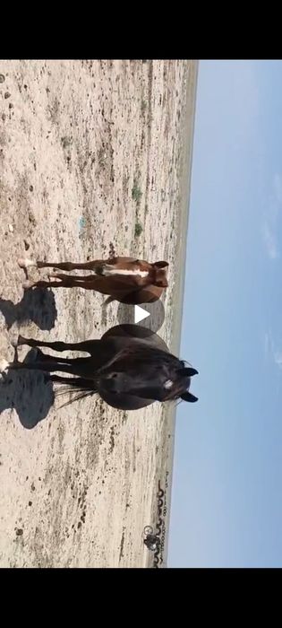 жылкы бие кулынымен