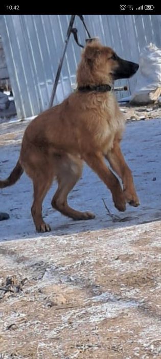 Отдам щенка мальчика.