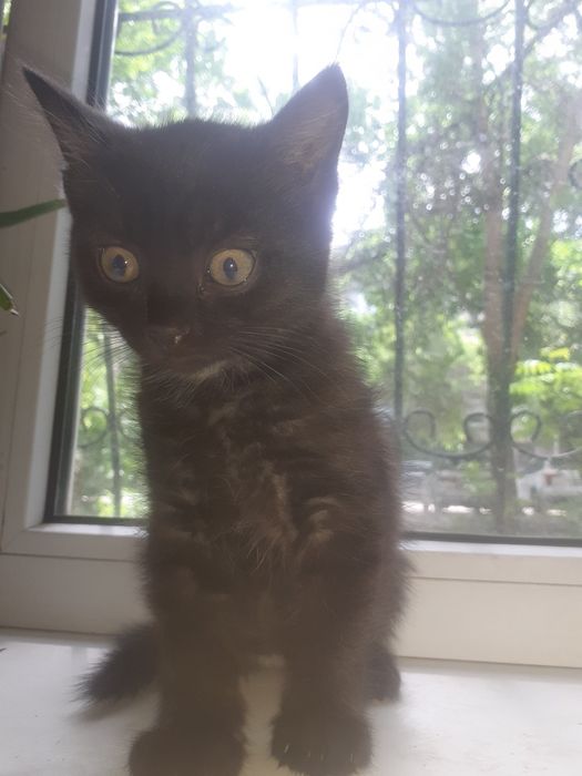 Раздаю котят бесплатно.