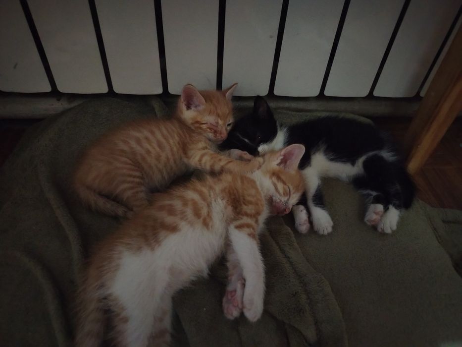 Трое миленьких котят ищут дом!