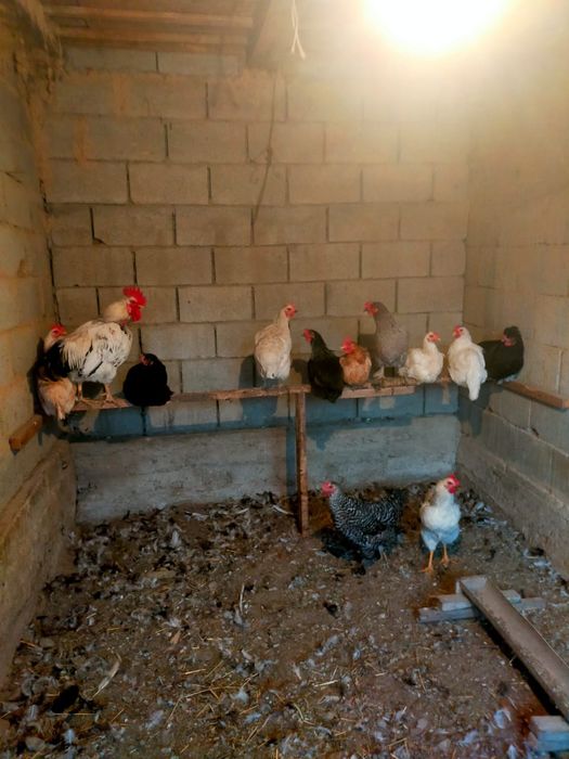 Тауық қораз сатылады