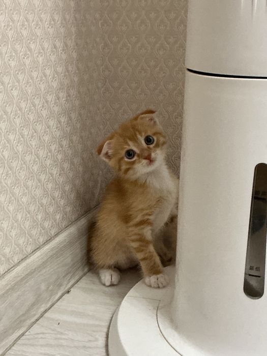 Котенок шотландский вислоухий