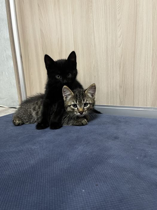 Котята девочка и мальчик