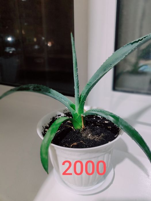 Продам комнатные растения