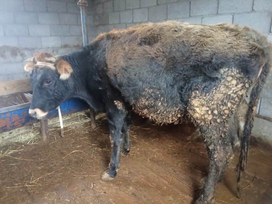 Порно әлеміндегі ең азғын әйел