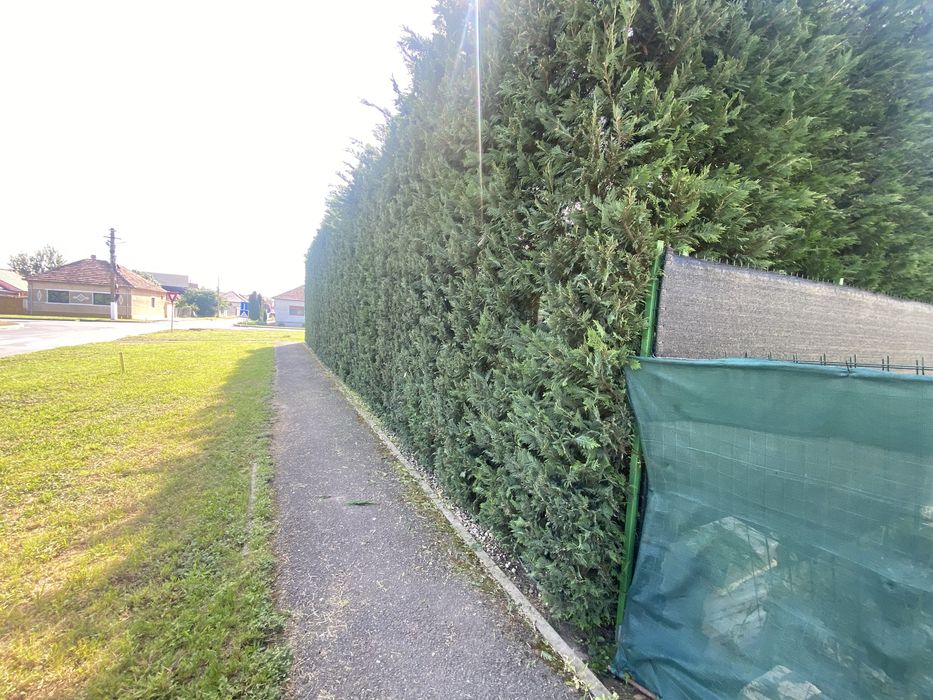 Servicii amenajare și  întreținere spații verzi Verde Urban Arad