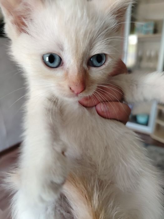 Отдам котят в добрые руки.