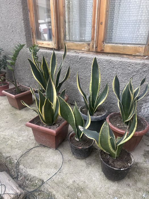 Продаются цветы. Не дорого продаются цветы: для дома, офиса, в подарок