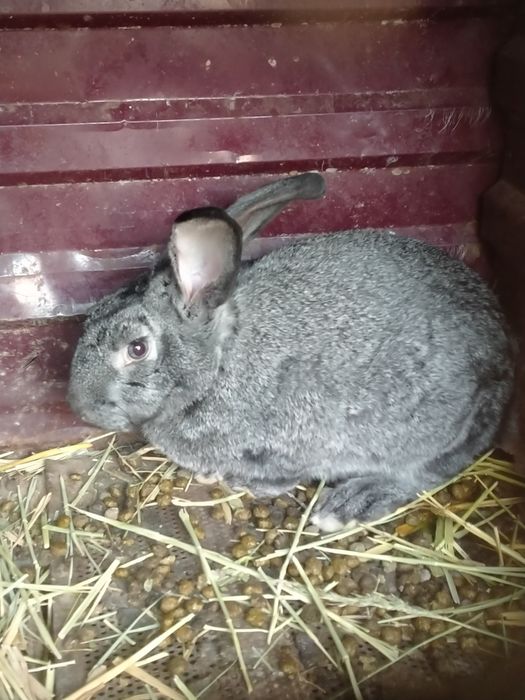 Продам Крылов кролики