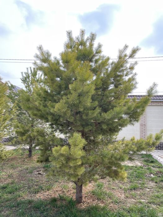 ёлки для сада!!!