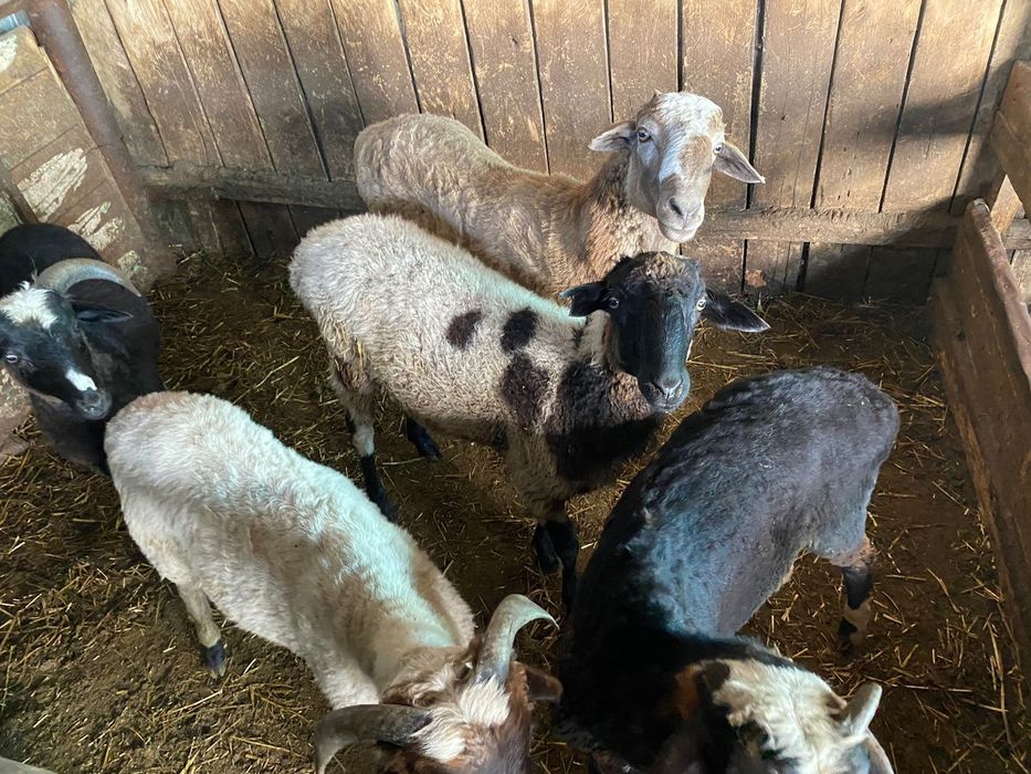 Бараны на откорме