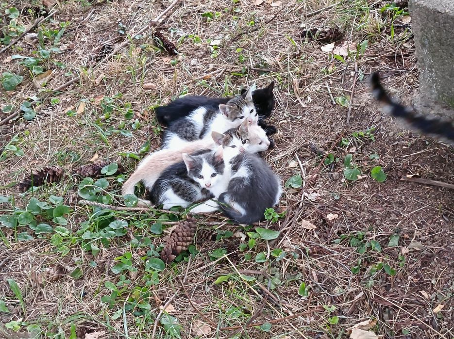 Подарява котенца