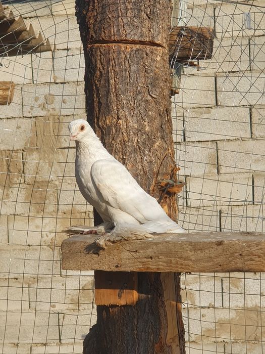 Голуби продам 15т