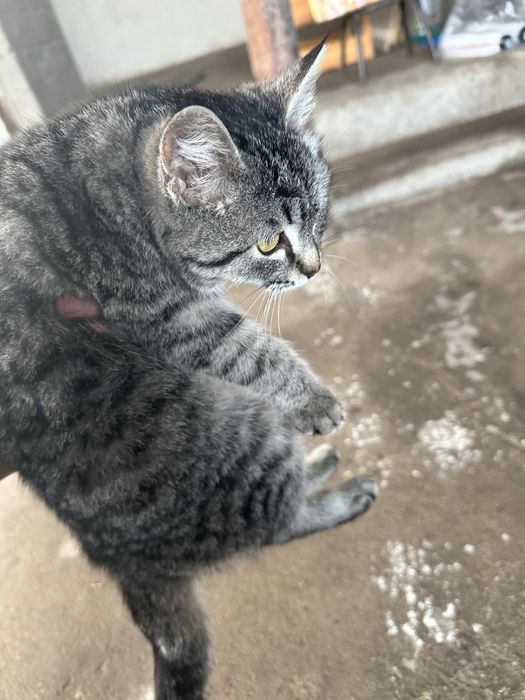 Ласковая киса ищет дом