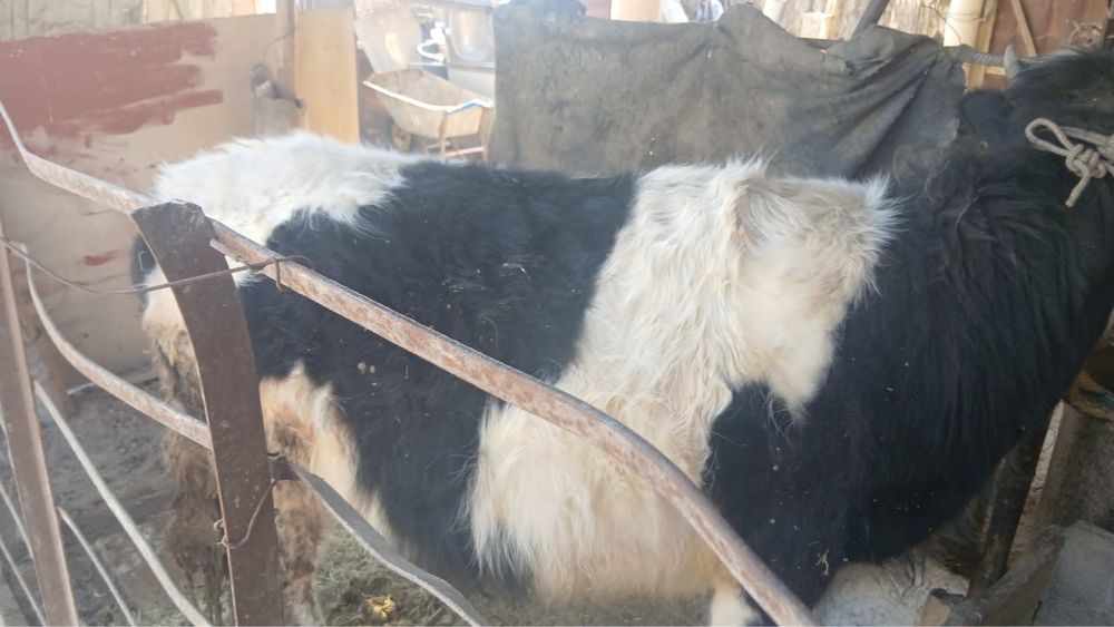 Ұрғашы баспаааақ