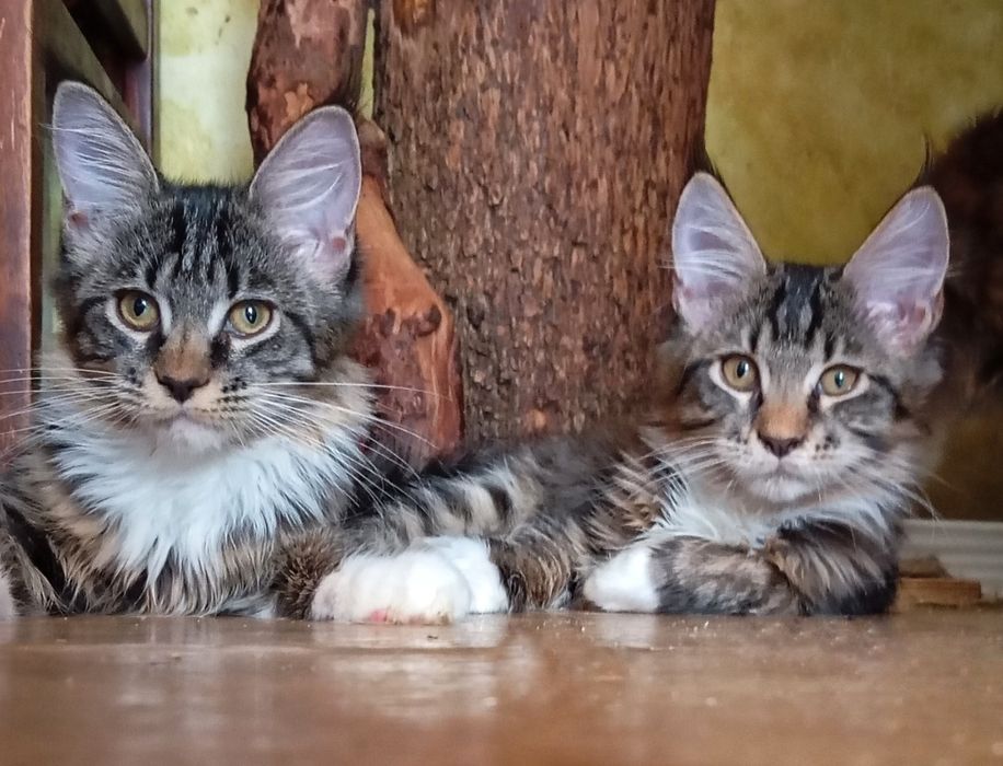 Шикарные котята  для Вас! Питомник "Fluffy Tale"