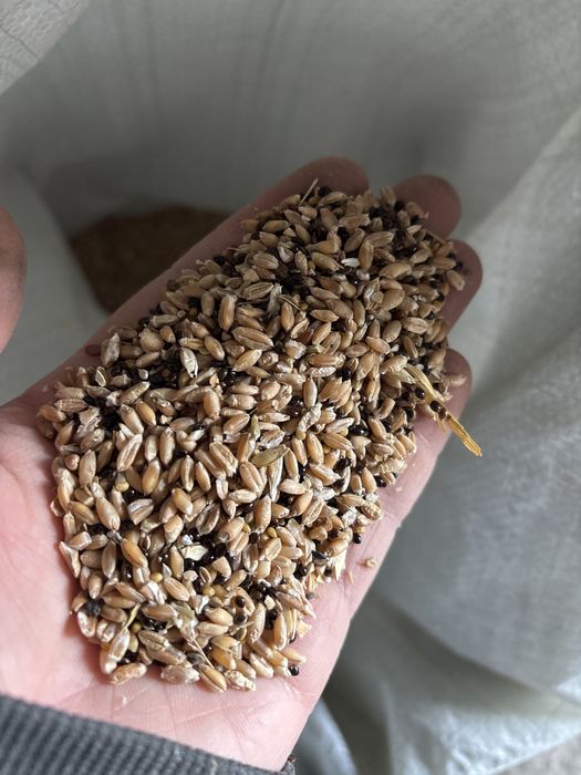 бидай пщеница зерно