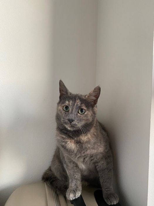 Котенце момиче, 4,5 месеца