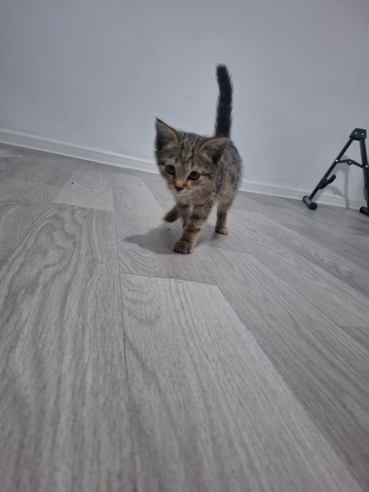 Очень красивый котенок, срочно, в добрые руки
