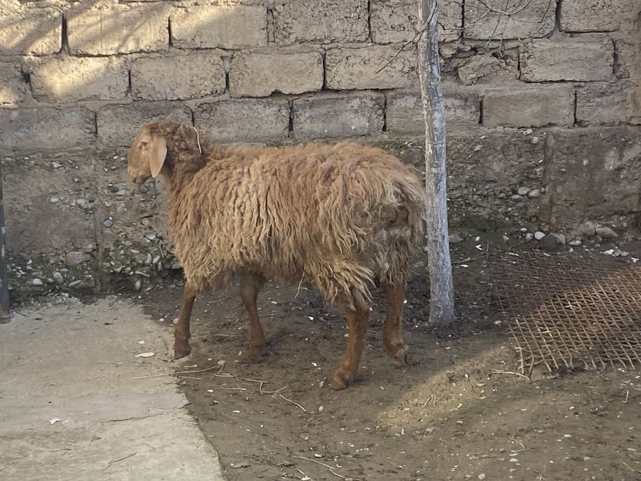 Кой кошкар сатылады