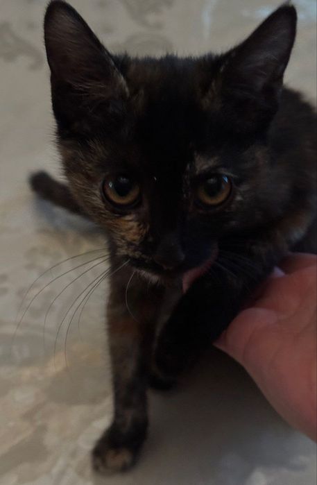 Девочка ищет семью и дом!