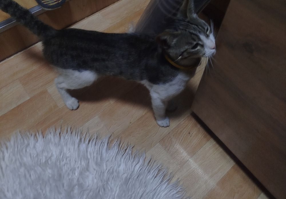 Домашний питомец кошка
