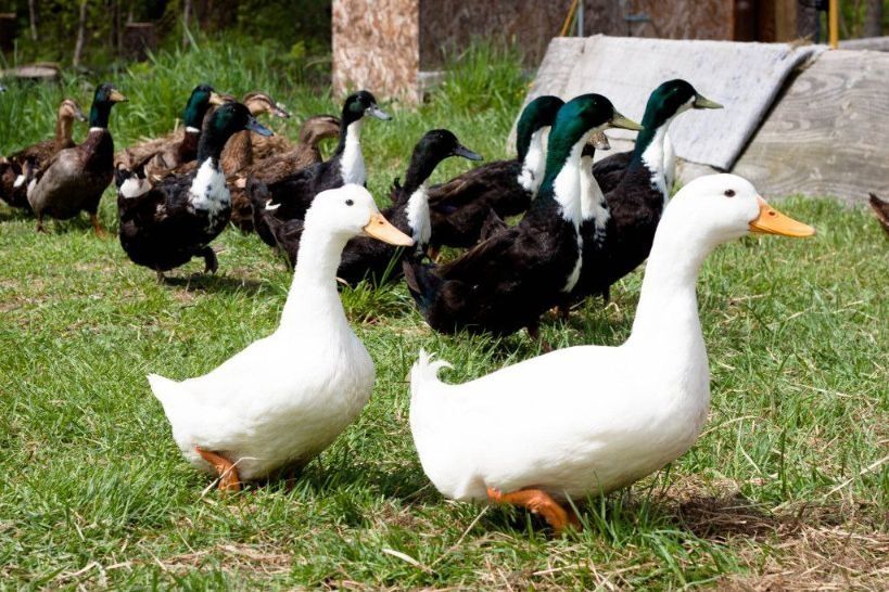 G'oz,indutka,òrdak sotiladi