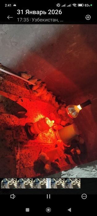 Хонаки кизил товуларни жужалари сотувда