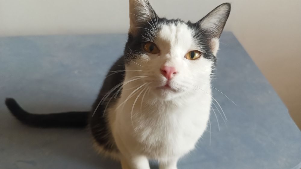 Котики 2 братика