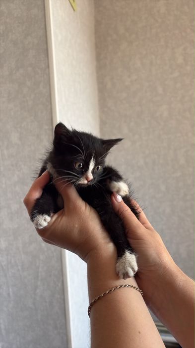 Котенок в хорошие руки