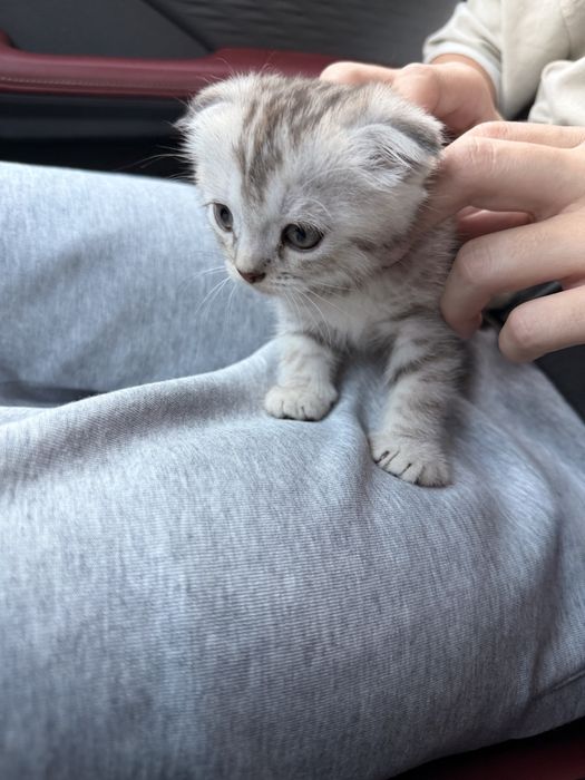 Продам котенка вислоухая. Девочка