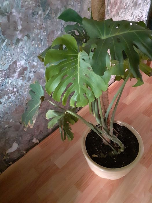 Цветы для офиса в горшках.Разных размеров нужно смотреть.