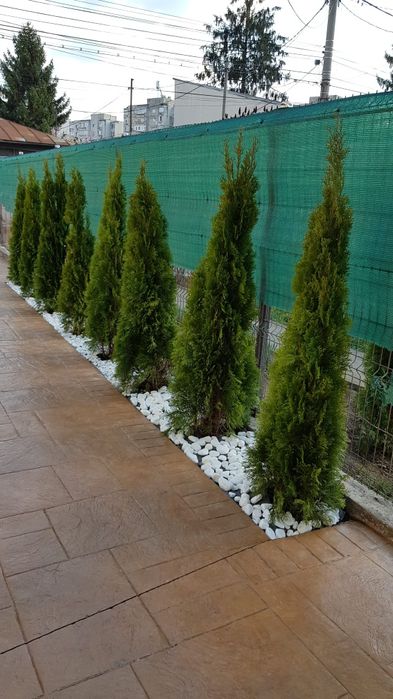 ilex, brazi argintii/verzi / Leylandri gazon rulou/ ofer montaj etc
