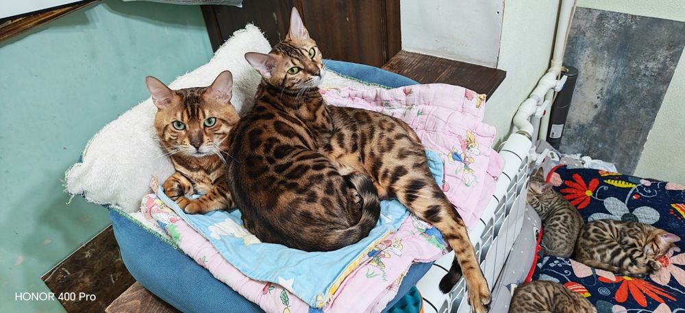 Бенгальские котята
