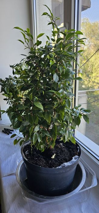 Продам домашние растения