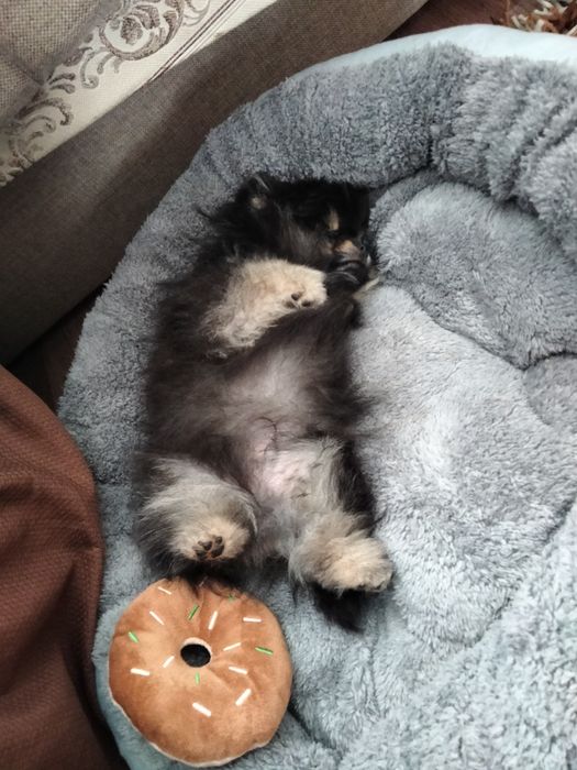 Продадим щенка щпитц