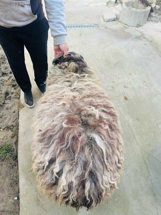 Продавам Дебело Ягне