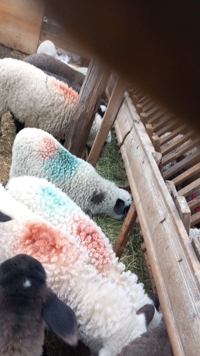 Miei de vânzare la 43 lei kg taiat