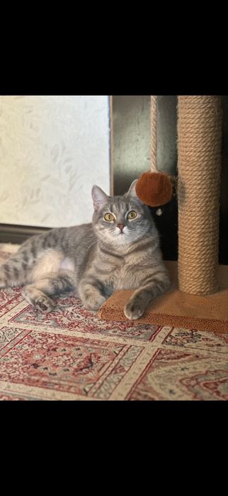 Отдам кошку в добрые руки