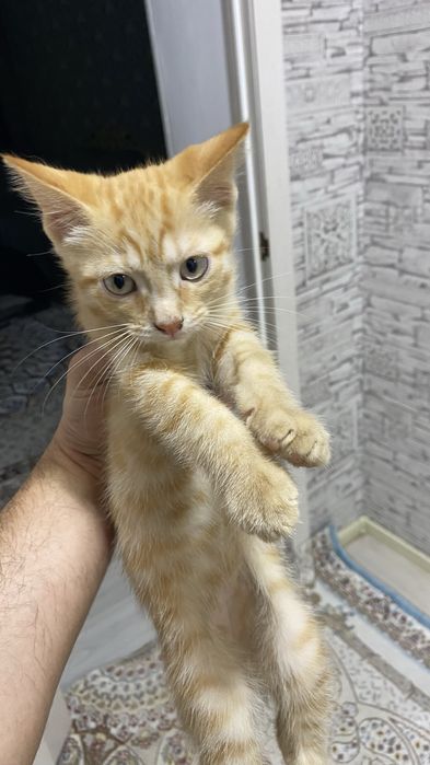 отдам в добрые руки котенка мальчика