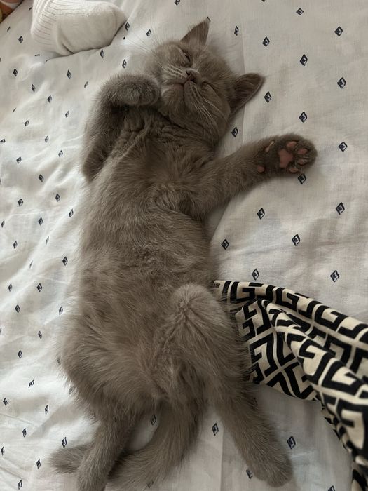 Продаётся вислоухий котёнок