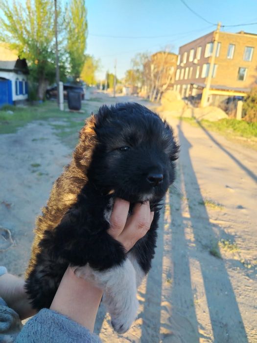 Кавказская овчарка