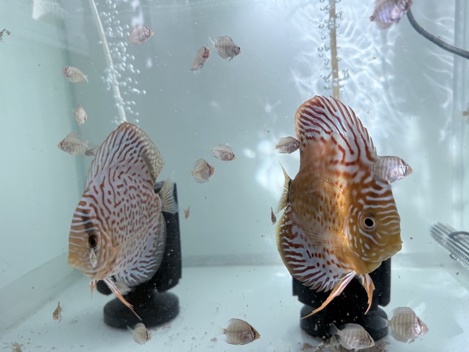 Se vinde pereche discus confirmata