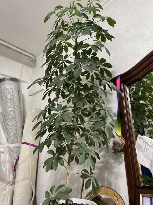 Продам разные цветы комнатные/офисные